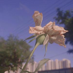 小花のん宣宣电影网
